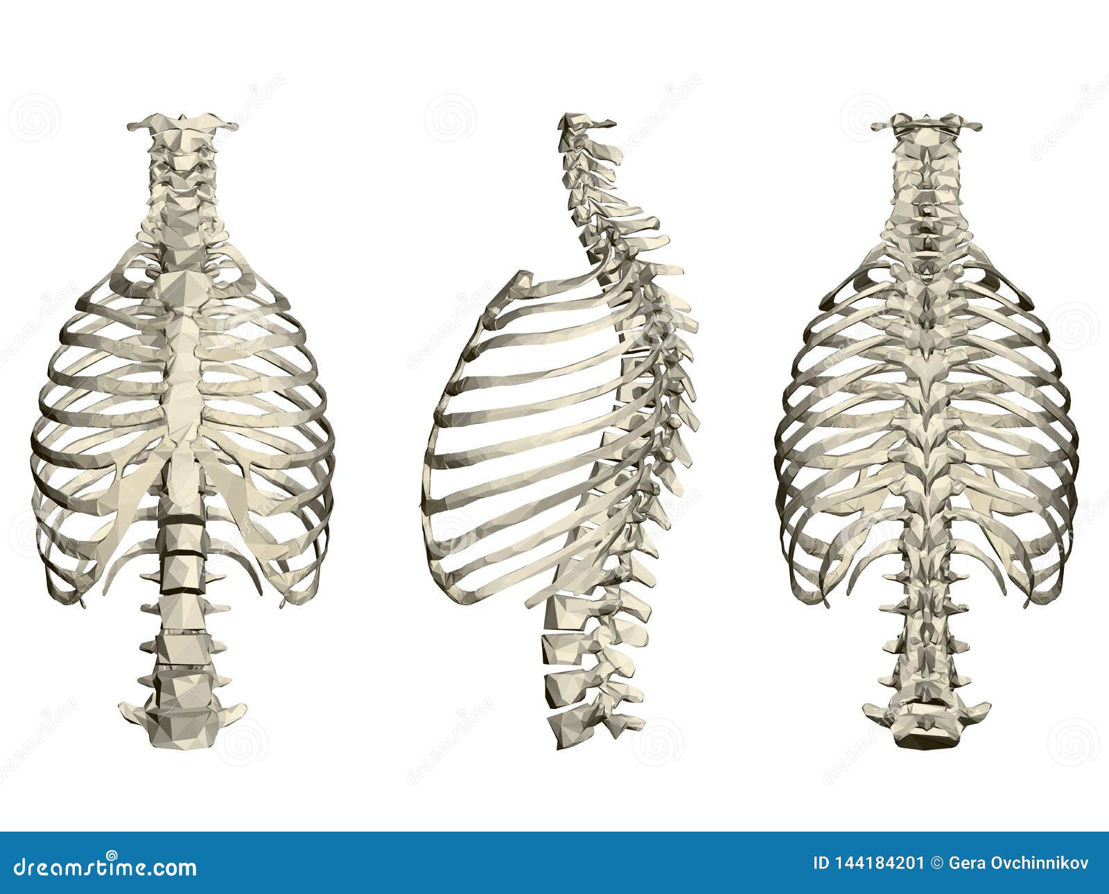 Ribcage Illustration With Real Style Heart Stock Photo Biology Diagrams