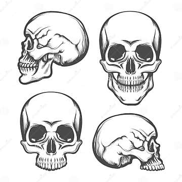 Human Skull Front and Side View Set Stock Vector - Illustration of ...