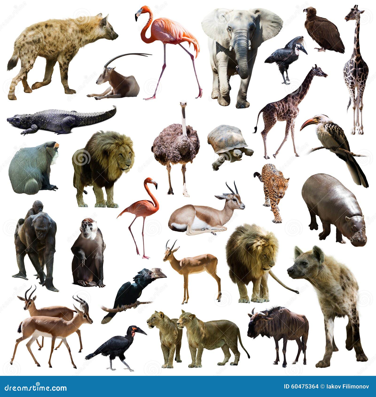 133,204 African Animals Stock Photos - Free & Royalty-Free Stock Photos from Dreamstime 133,204 African Animals Stock Photos - Free & Royalty-Free Stock Photos from Dreamstime