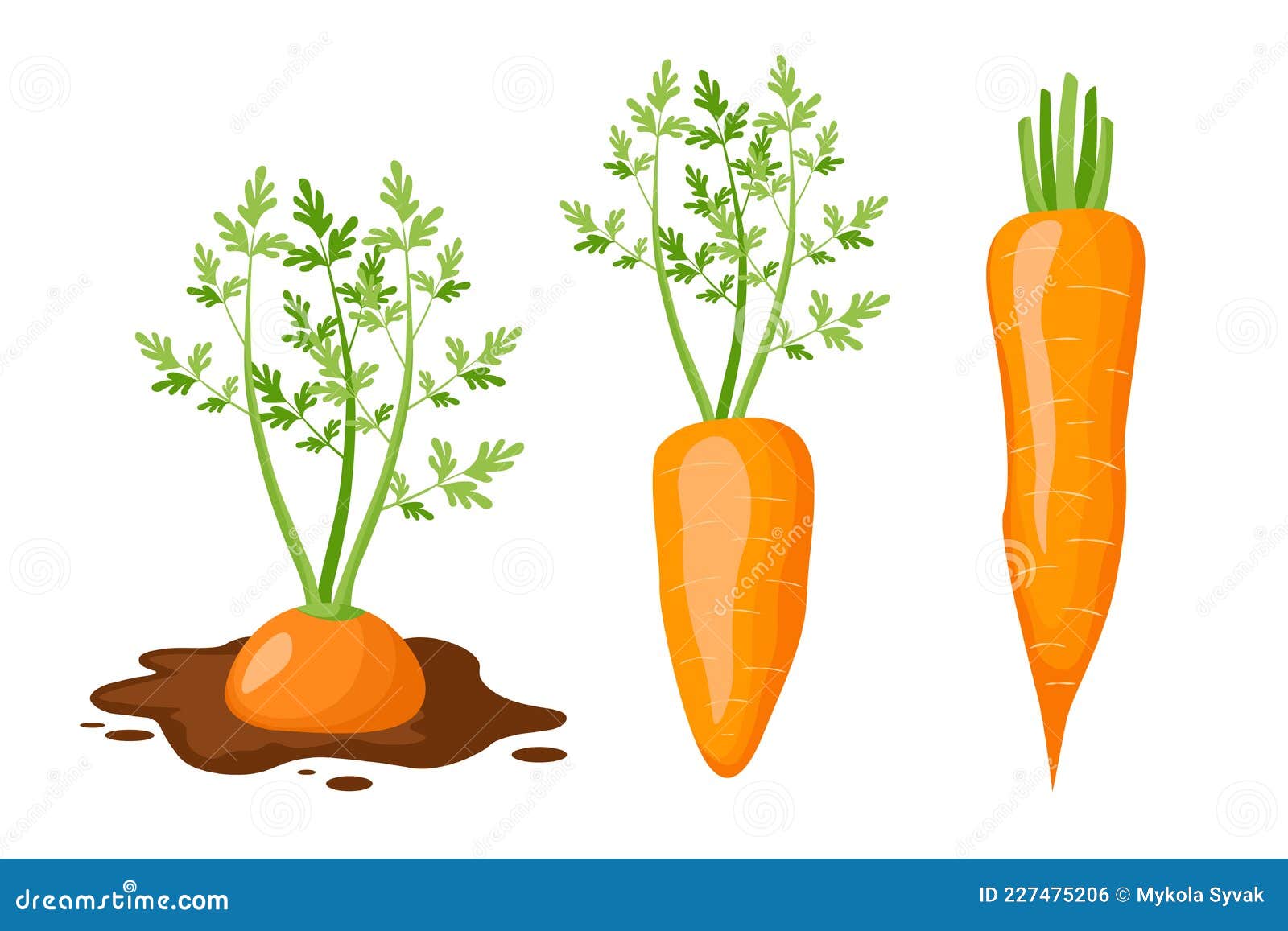 Set Icons Carrot Growing in Soil, Vegetable with Green Leaves, Short ...