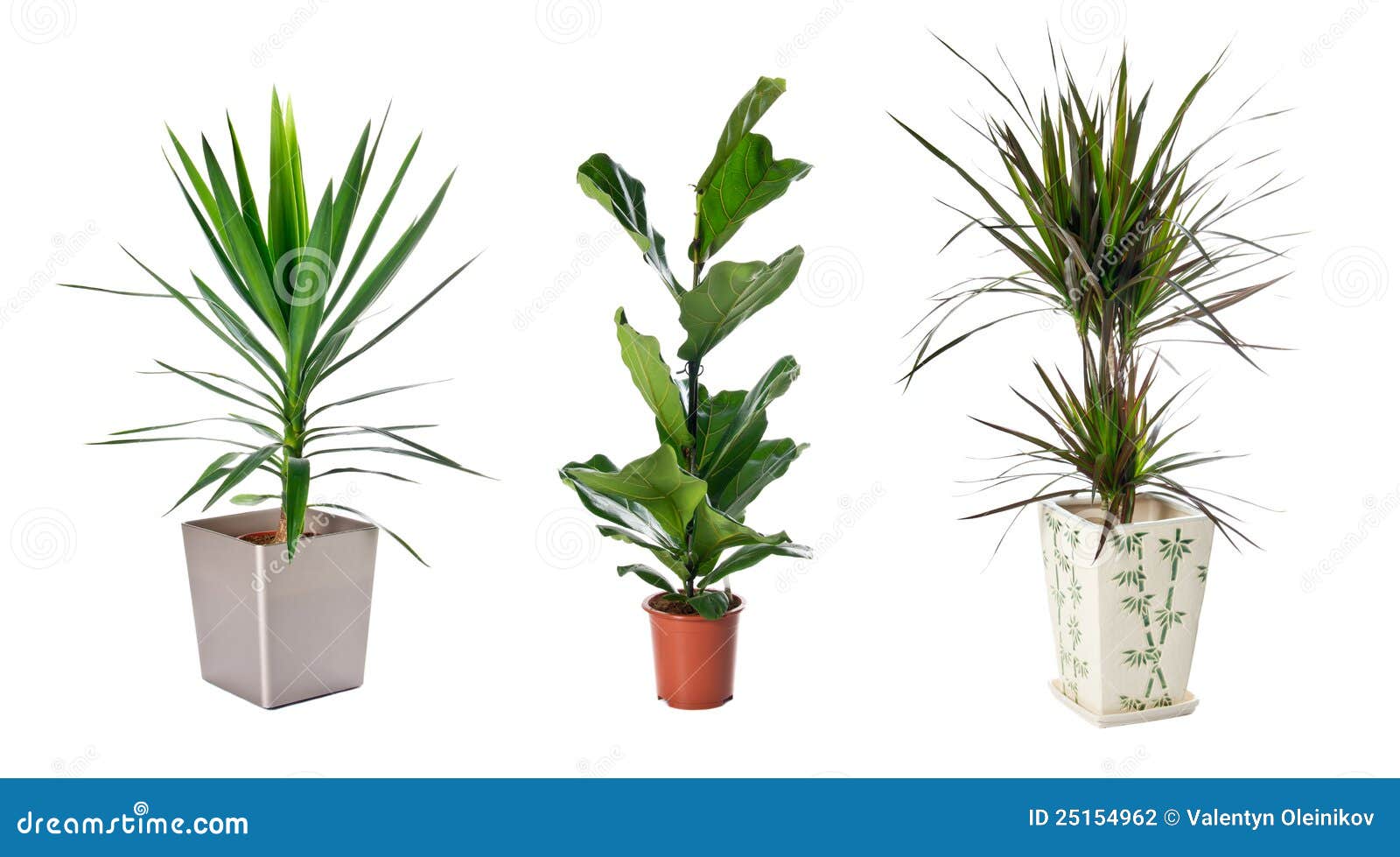 set of indoor plants