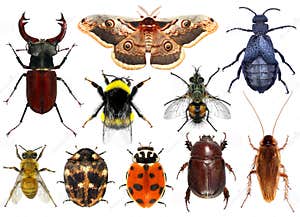 Insects Royalty Free Stock Image CartoonDealer 44848276
