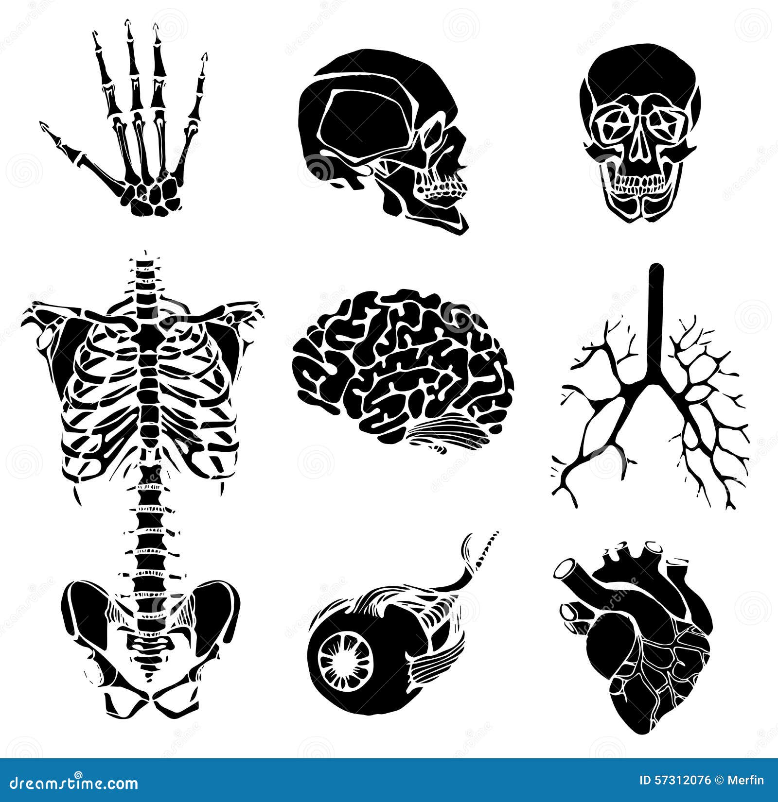 Set of an Internal of the Person Stock Vector Biology Diagrams