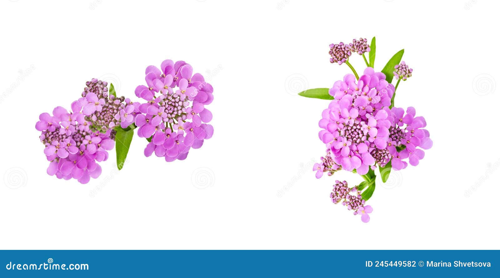 set of  s for floral . purple beautiful flowers of iberia on white background