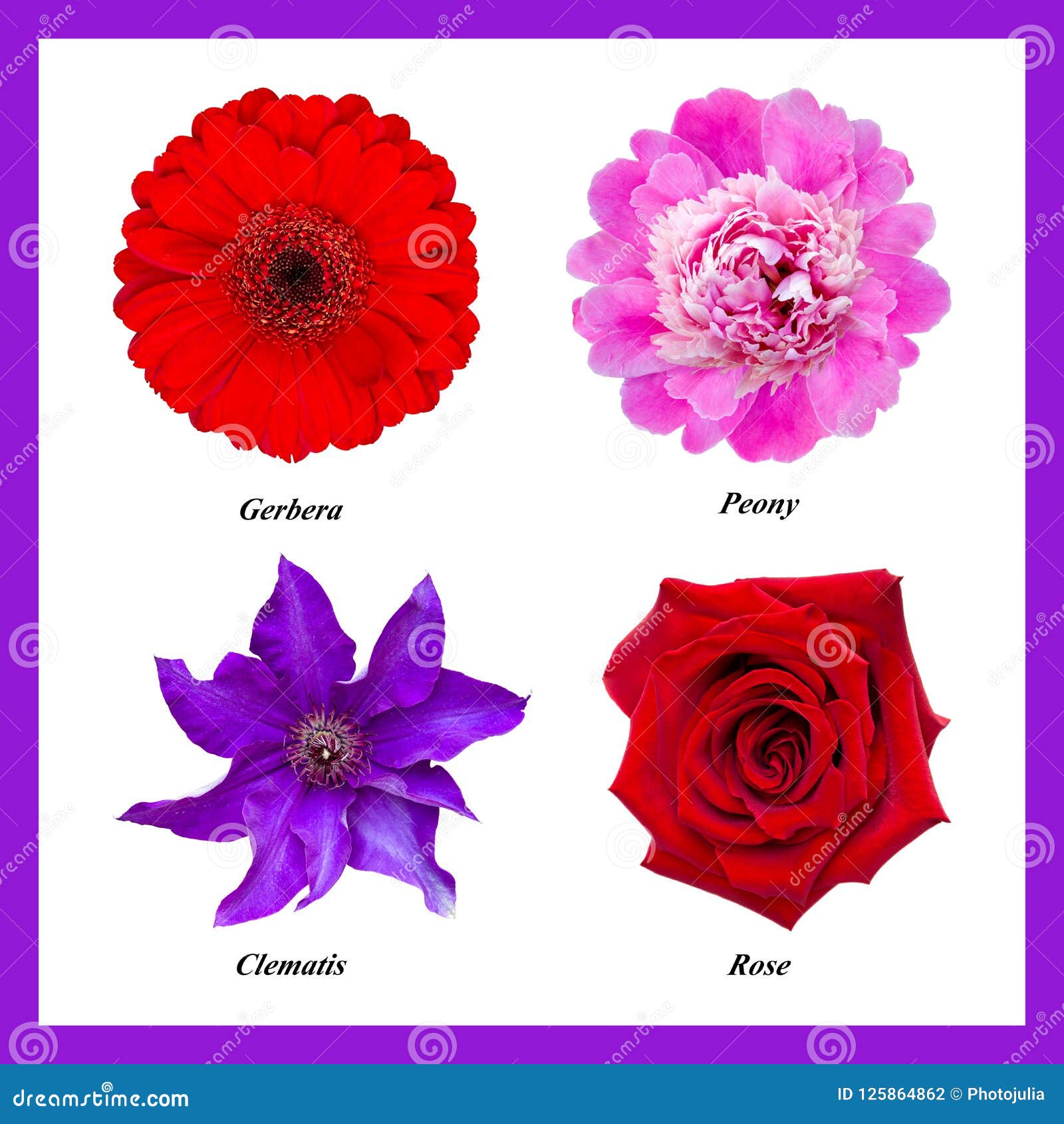 Set Of Isolated Flowers Red Gerbera Pink Peony Purple Clematis Red Rose Stock Photo Image Of Plant Flowers 125864862