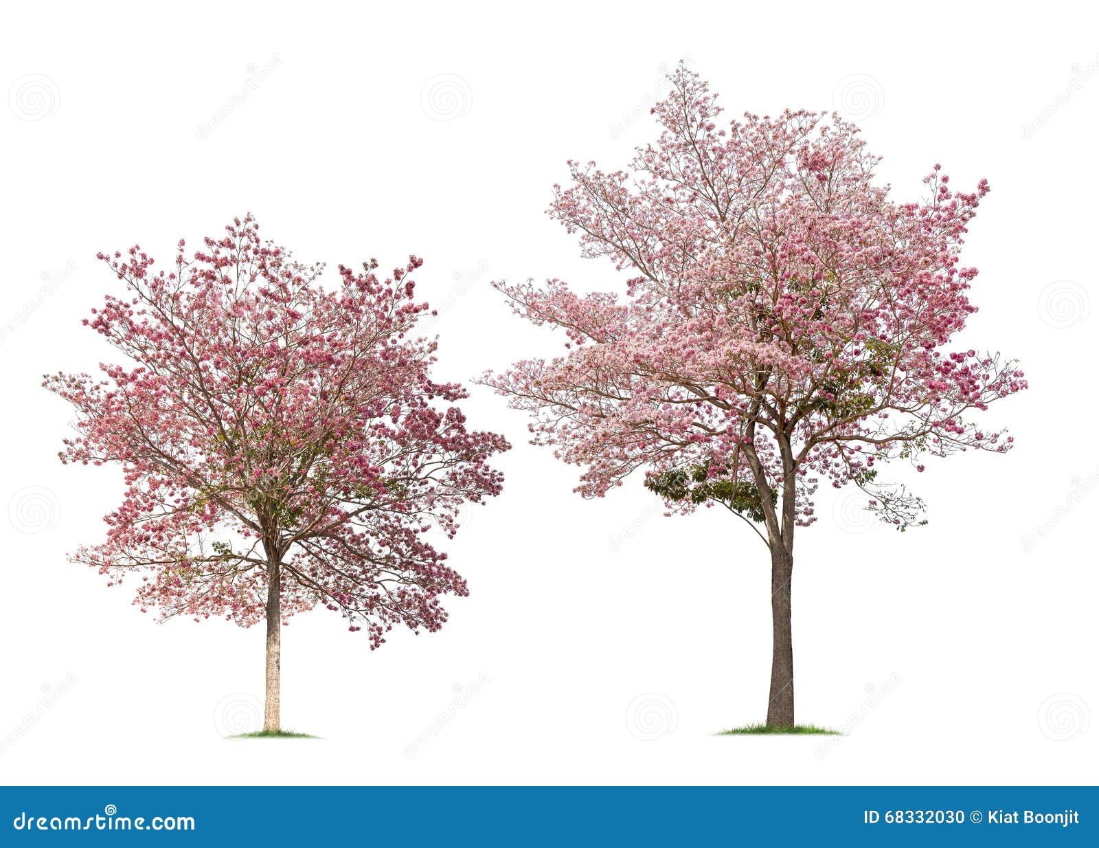 set of  tabebuia rosea trees on white background