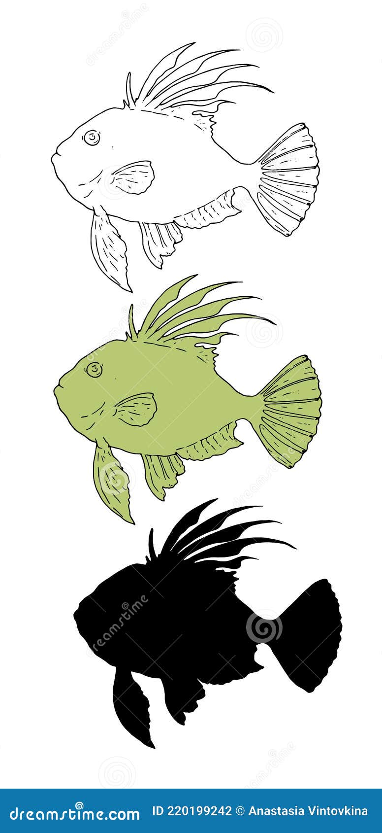 a set of   s of the john dory from a black outline and silhouette and a swamp-colored image, side