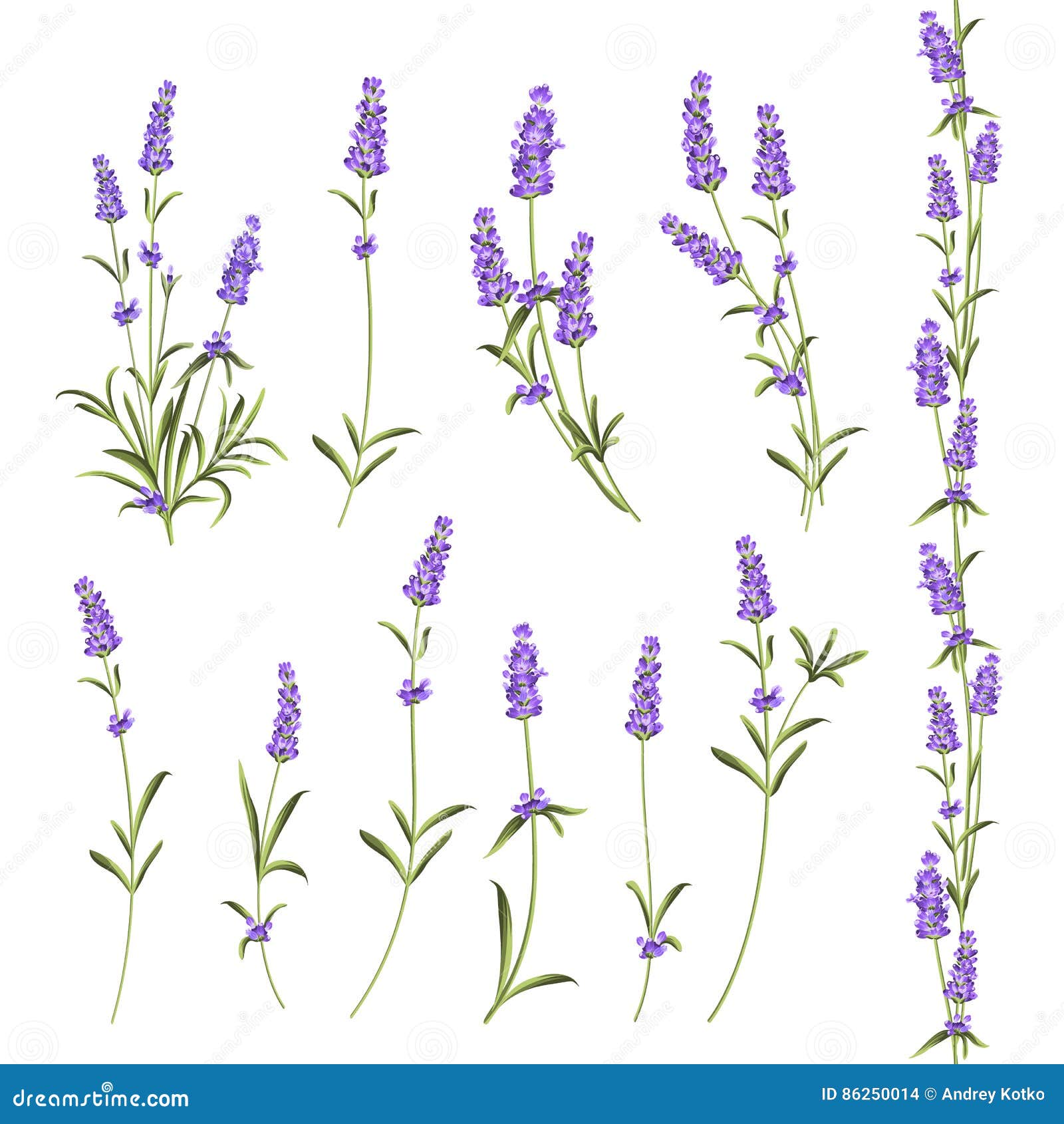 Set of lavender flowers. stock vector. Illustration of bloom 86250014