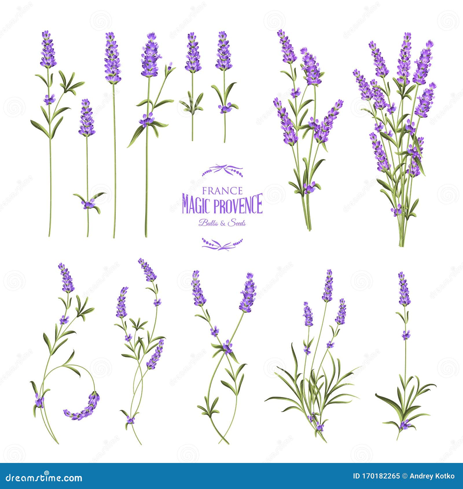 Set of Lavender Flowers Elements. Collection of Lavender Flowers on a ...