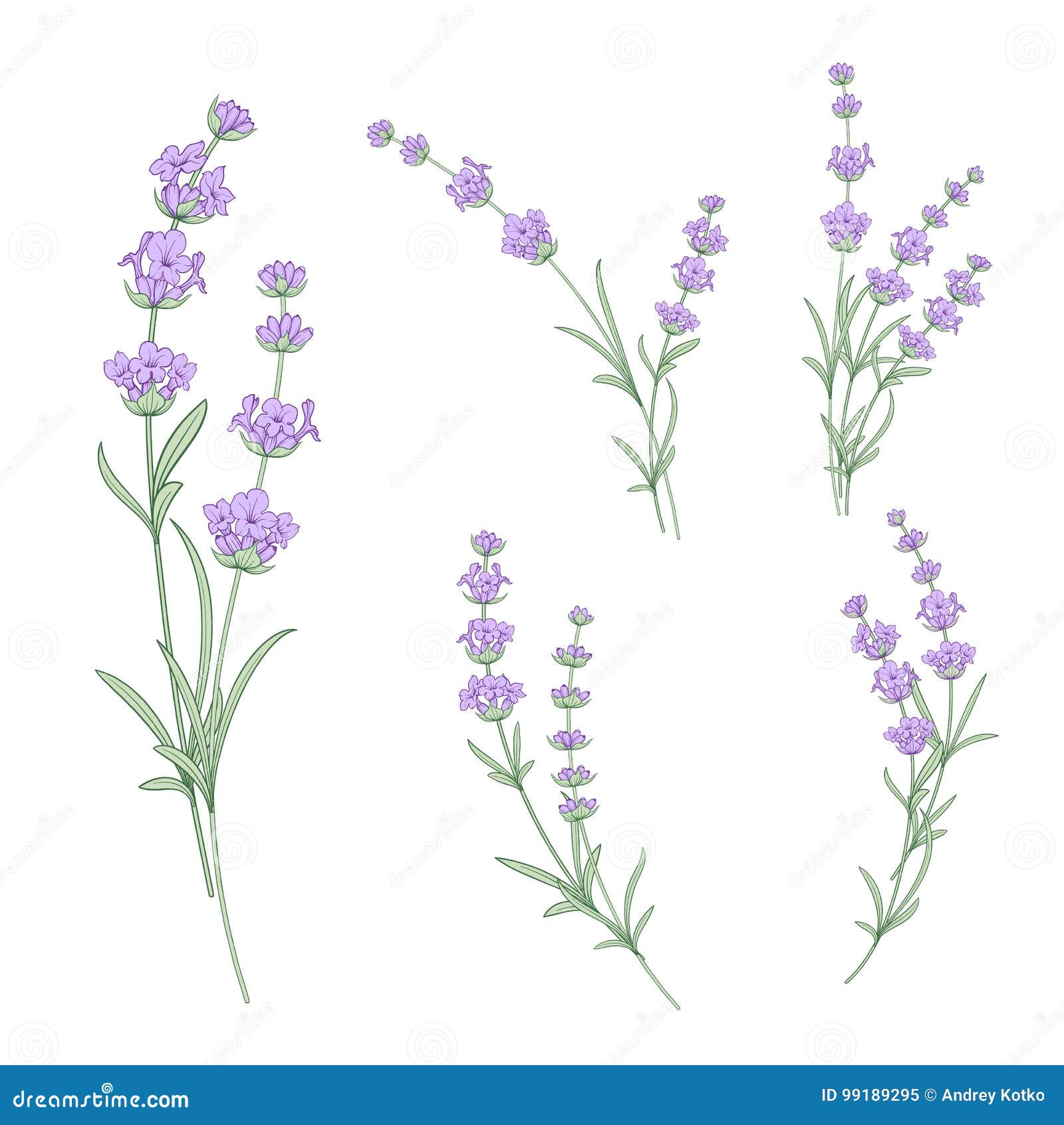 Set of Lavender Flowers Elements. Stock Vector - Illustration of botany ...