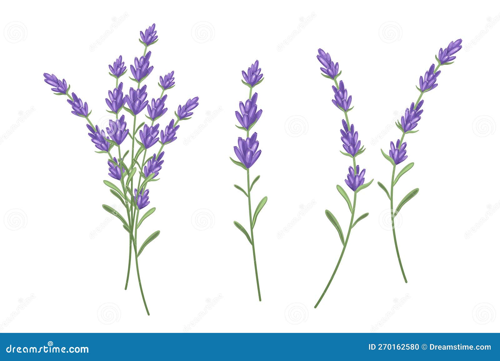 A set of lavender sprigs. stock vector. Illustration of flower - 270162580