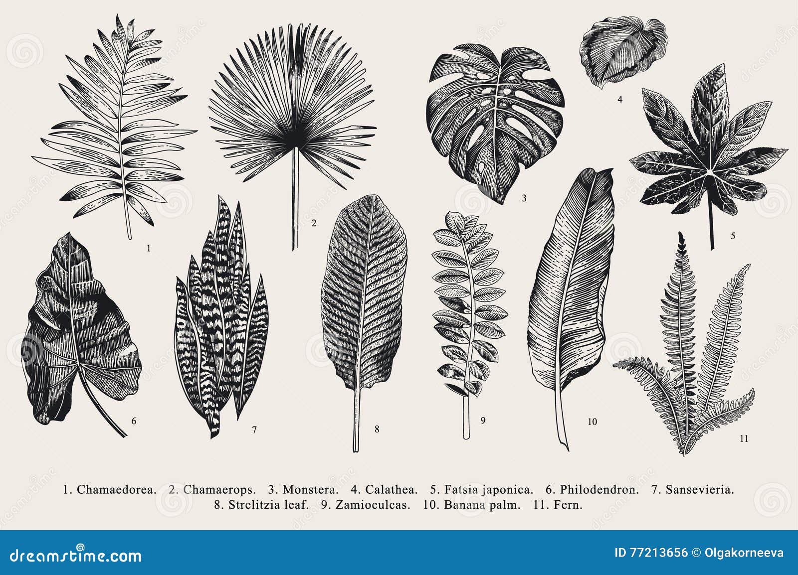 set leaf. exotics. vintage  botanical .