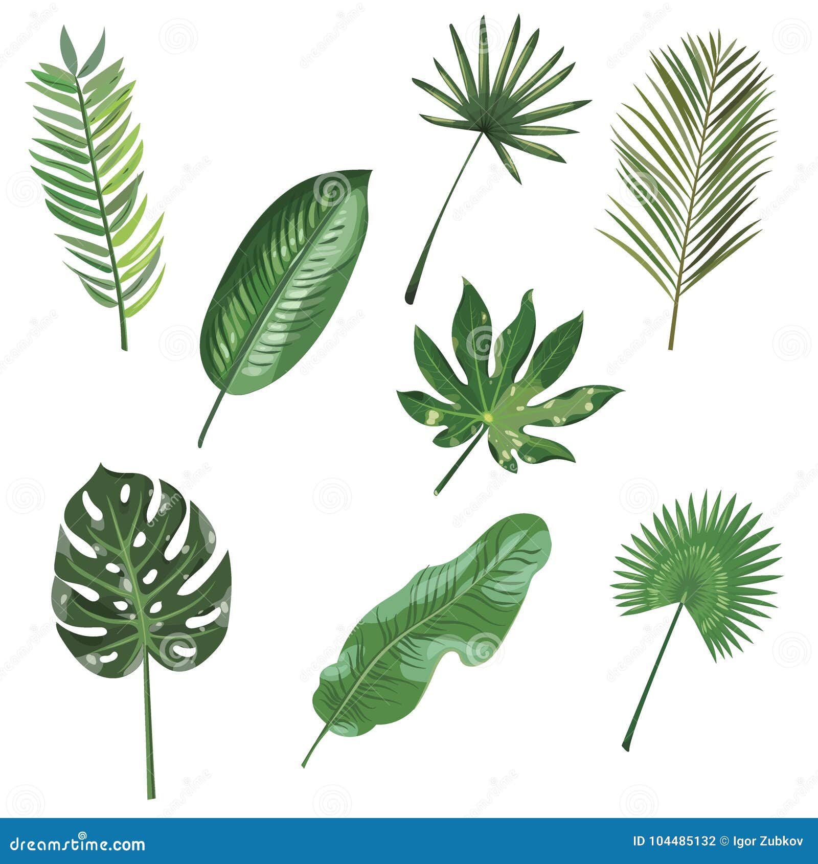 Set of Leaves of Tropical Plants. Collection of Exotic Leaves. Colored ...