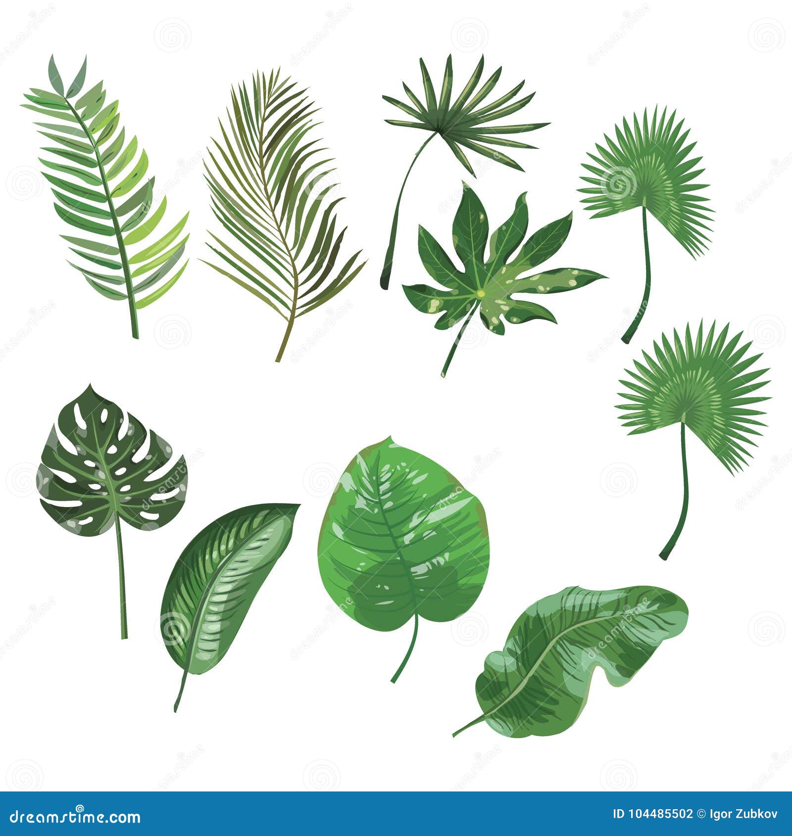 Set of Leaves of Tropical Plants. Collection of Exotic Leaves. Colored ...