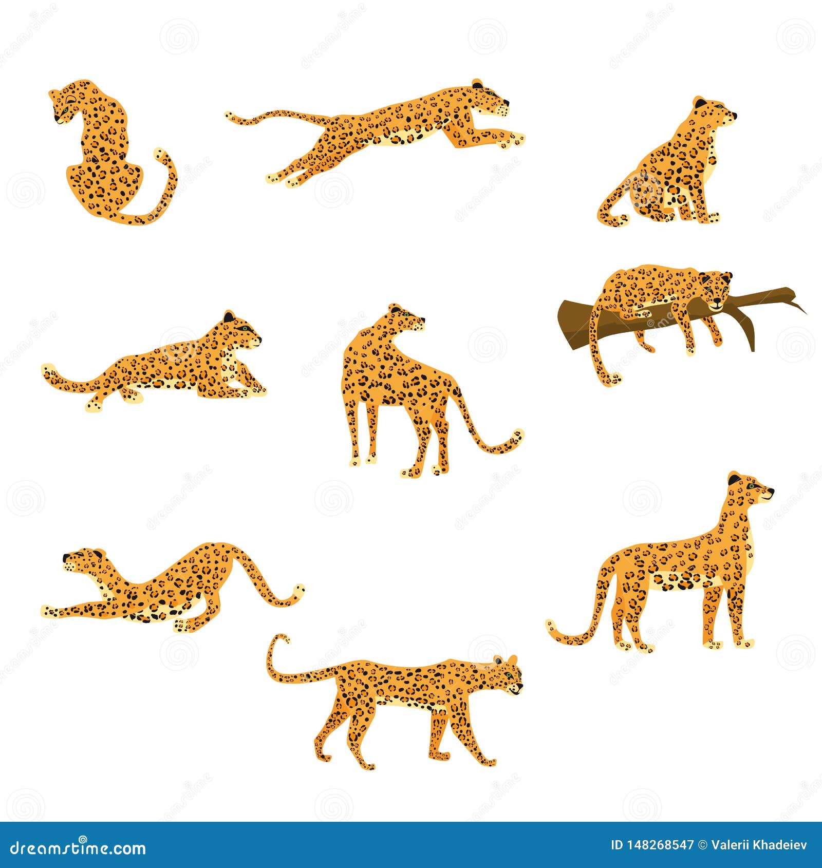 set of leopards in various poses cute trend style, animal predator mammal, jungle.    on white