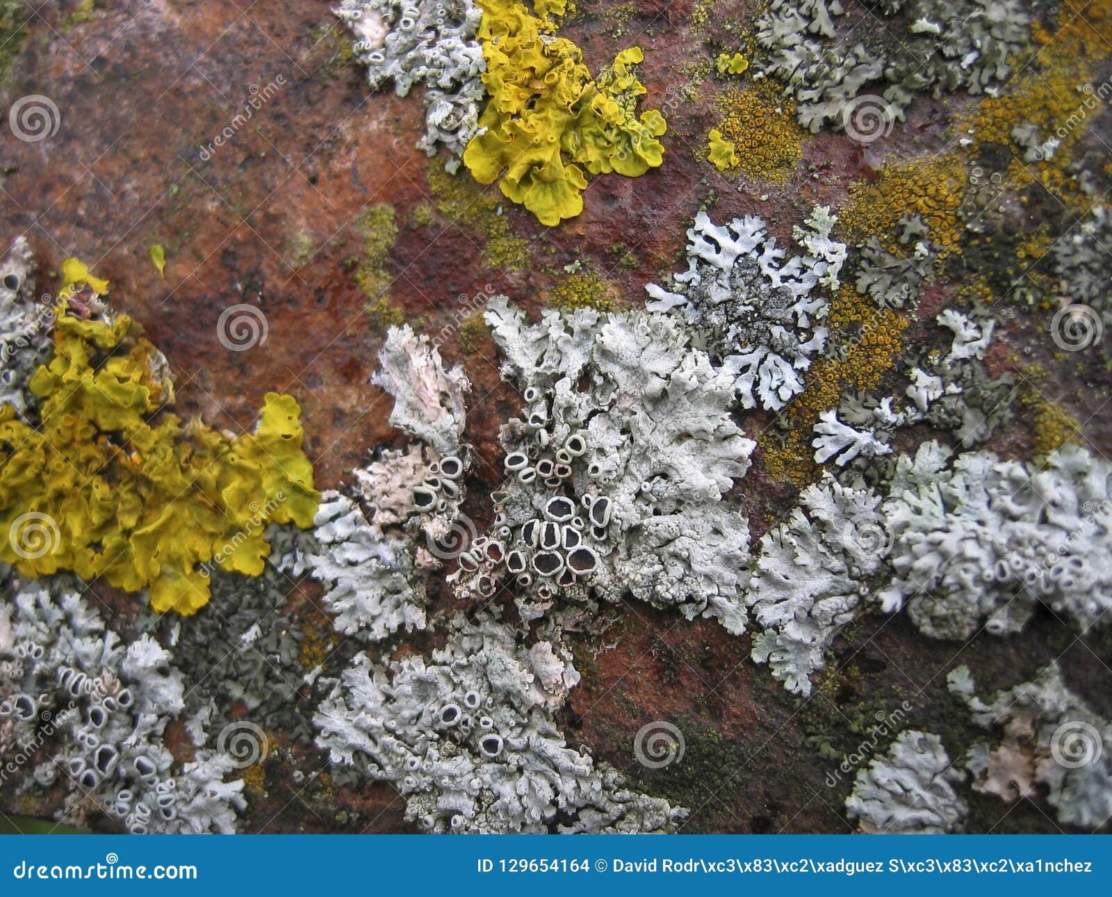 Set of Lichens of Different Colors Stock Photo Image of fungi