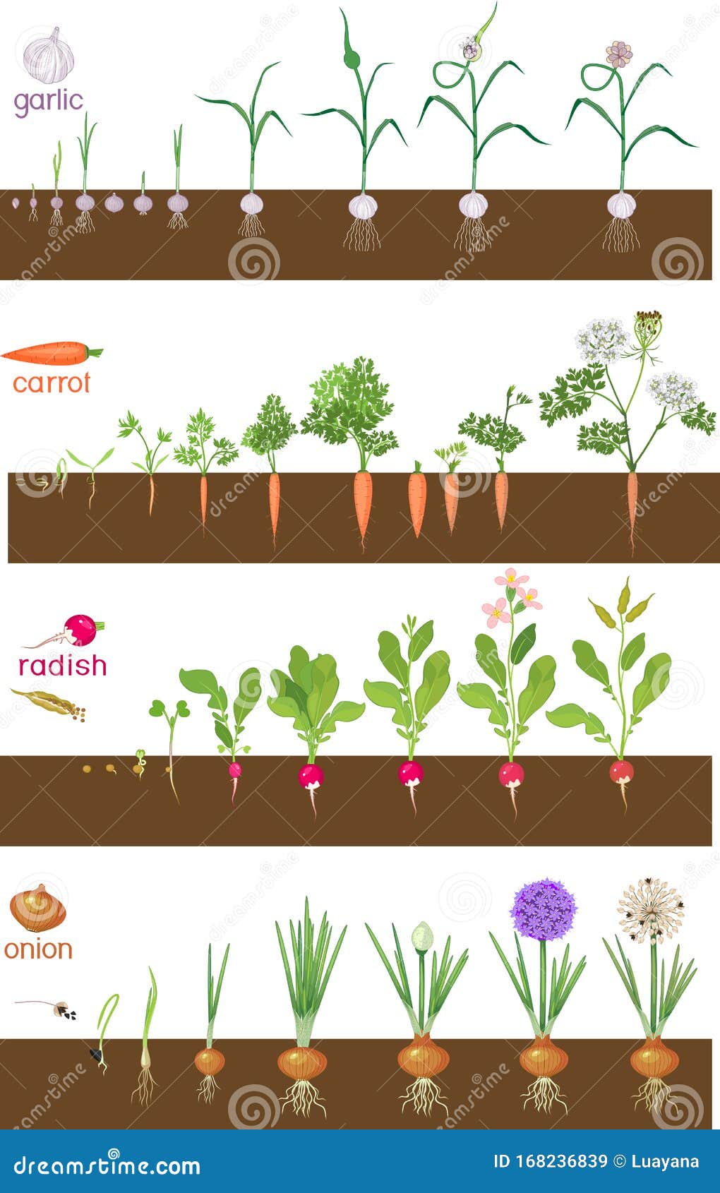 Radish Life Cycle. Stages Of Radish Growth From Seed And Sprout To