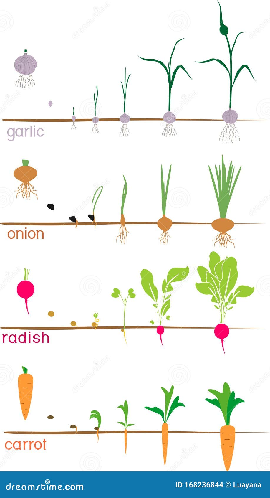 Set of Life Cycles of Vegetable Plants Garlic, Radish, Carrot and Onion ...