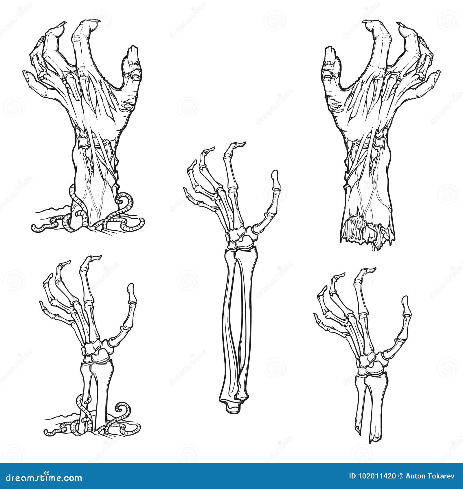 Set Of Lifelike Depicted Rotting Zombie Hands And Skeleton Hands Rising Stock Vector Illustration Of Crooked Cracked