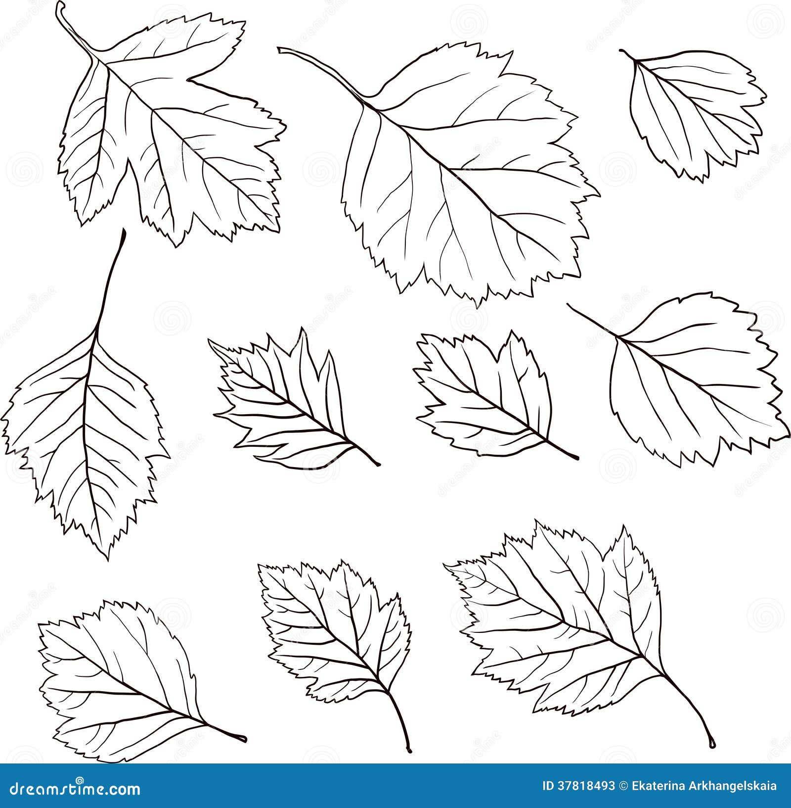 Чертеж листьев. Линейный рисунок листьев. Линейный рисунок листик. Лист для чертежа. Линейные рисунки листок.