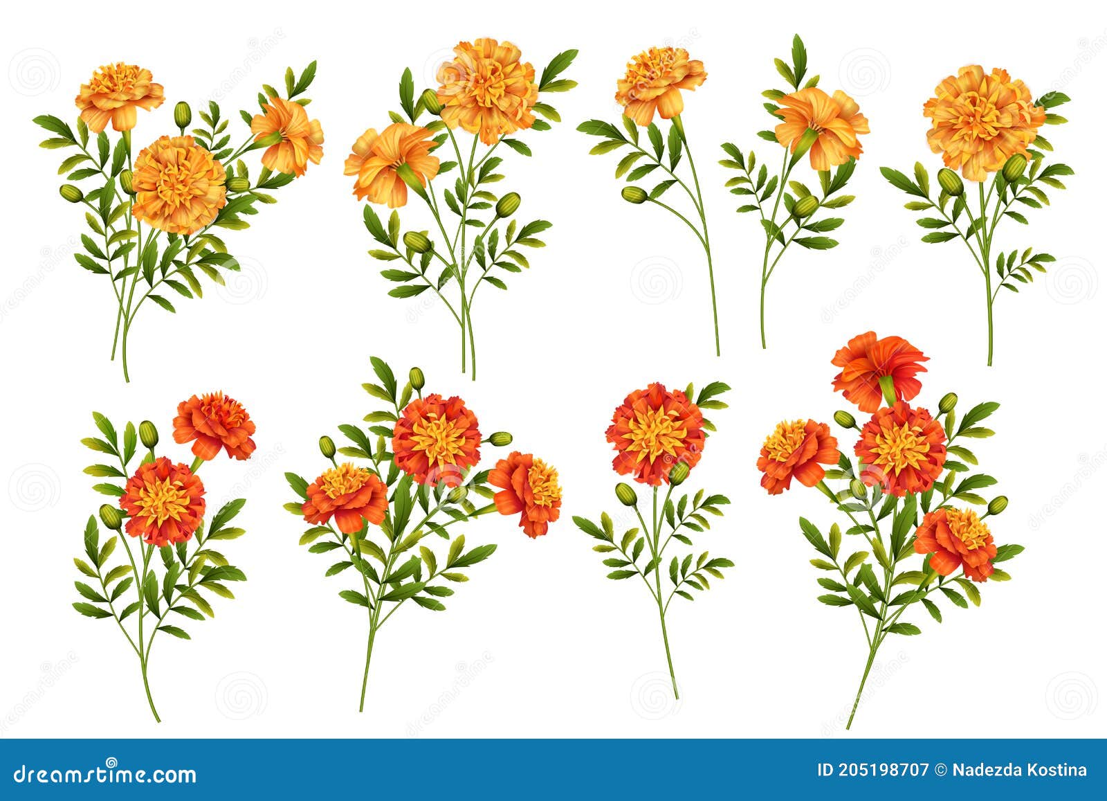 set of marigold flowers