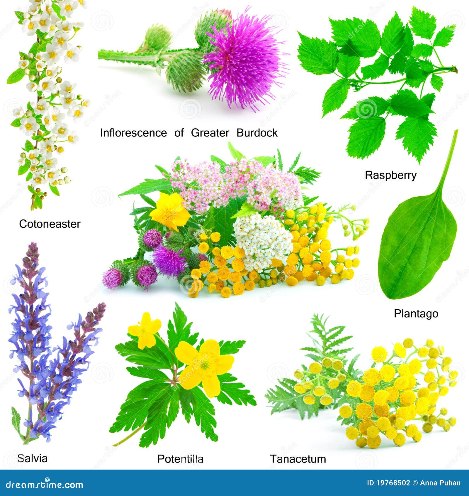 set of medicative herb