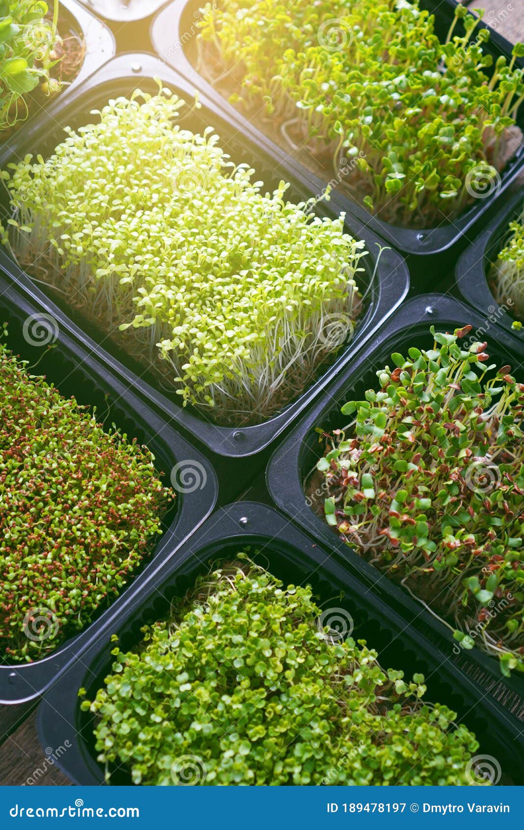 Set of Microgreen Sprouts in a Trays. Stock Image Image of nutrition