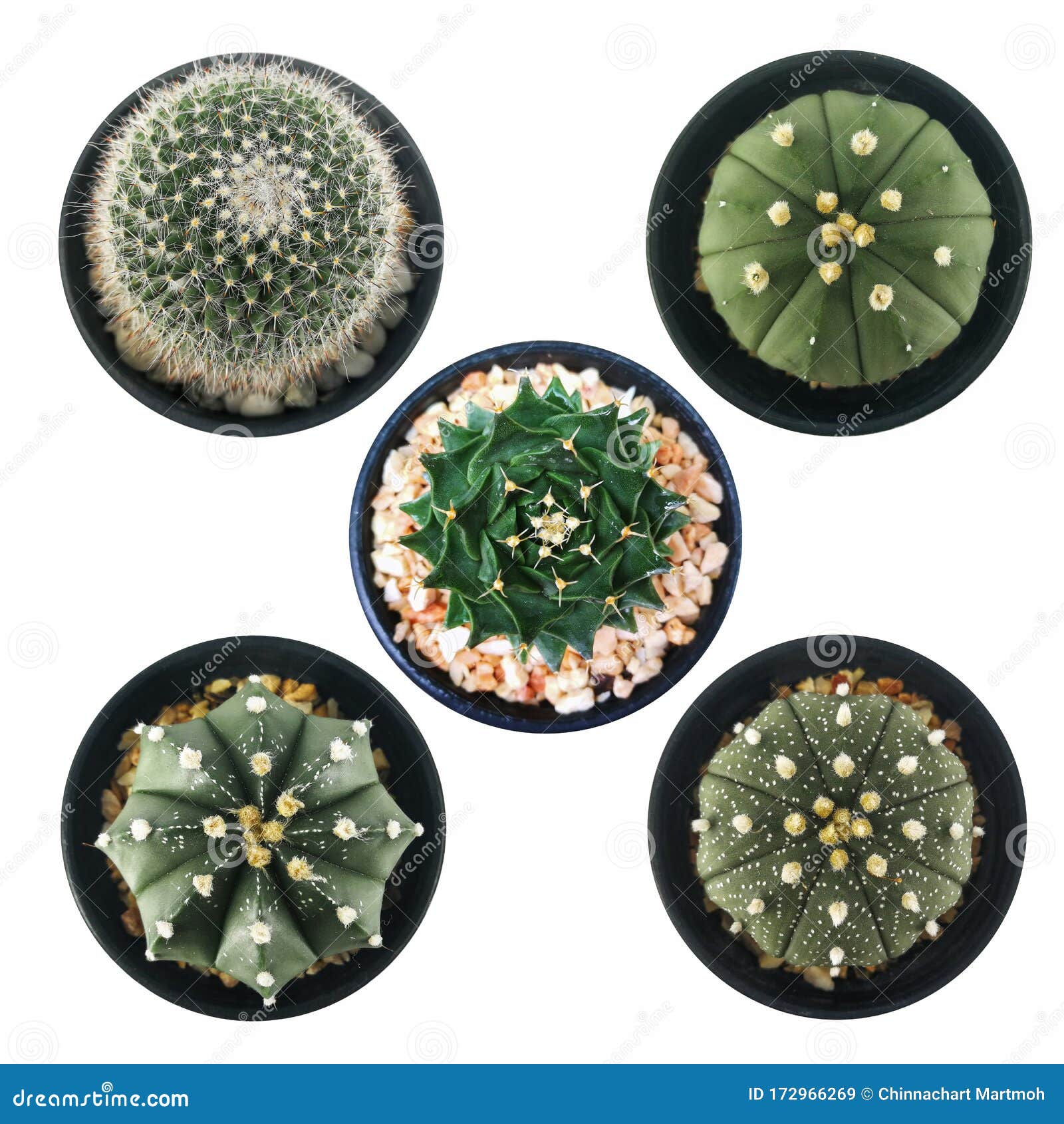 set of mini cactus in little pot  white background. astrophytum , gymnocalyciam, obregonia