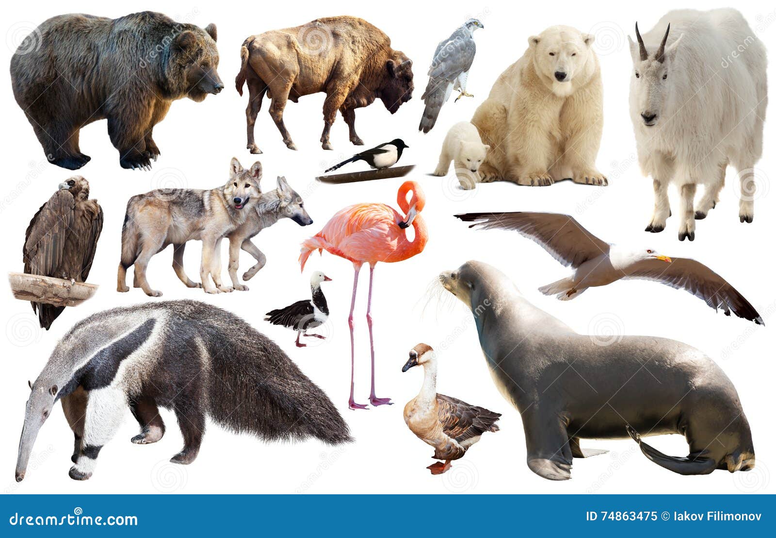 Set of North American Animals Isolated Stock Image - Image of america, buck: 74863475 Set of North American Animals Isolated Stock Image - Image of america, buck: 74863475