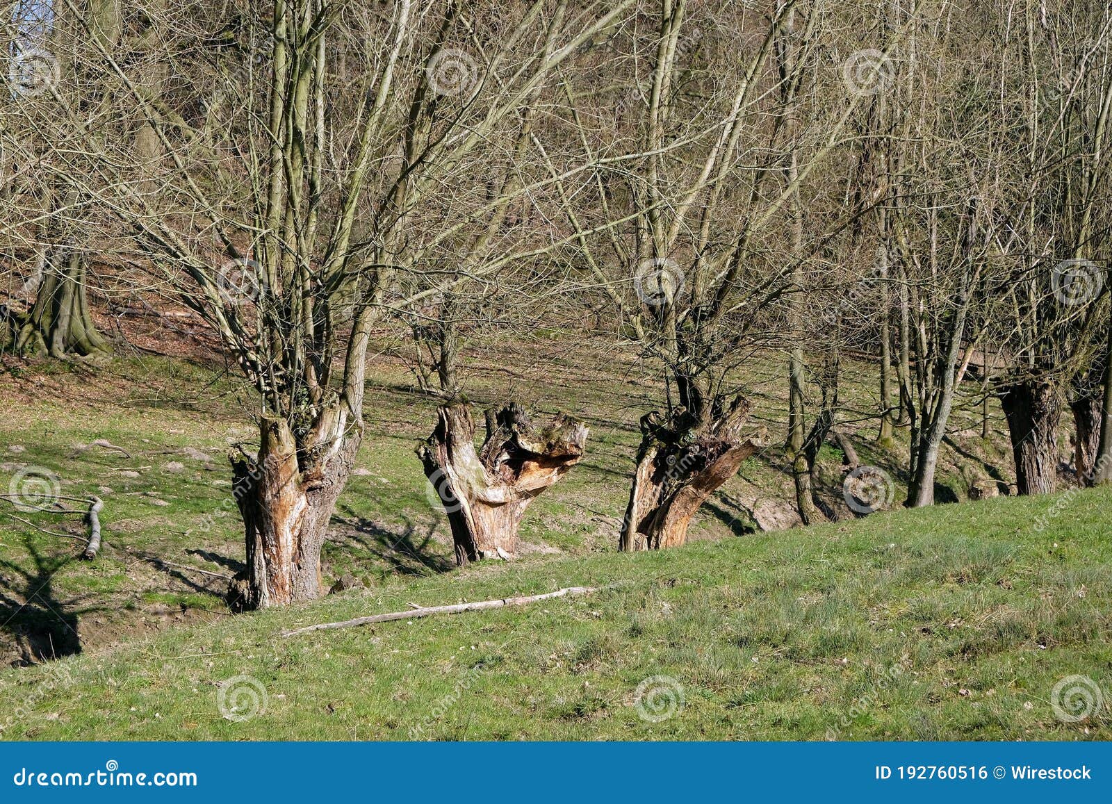 Set of Old Dry Trees in a Field in a Rural Area Stock Photo Image of natural, trees 192760516