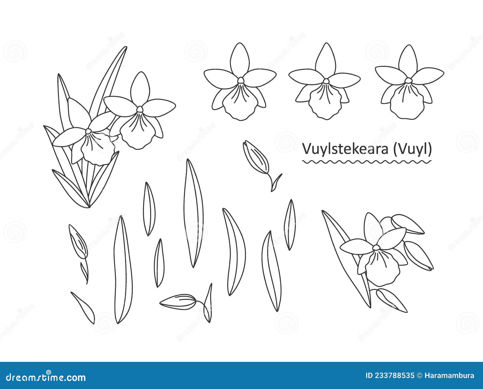 set with orchid flowers vuylstekeara, leaves and buds, line drawing. simple elegant s for your  of cards, greetings