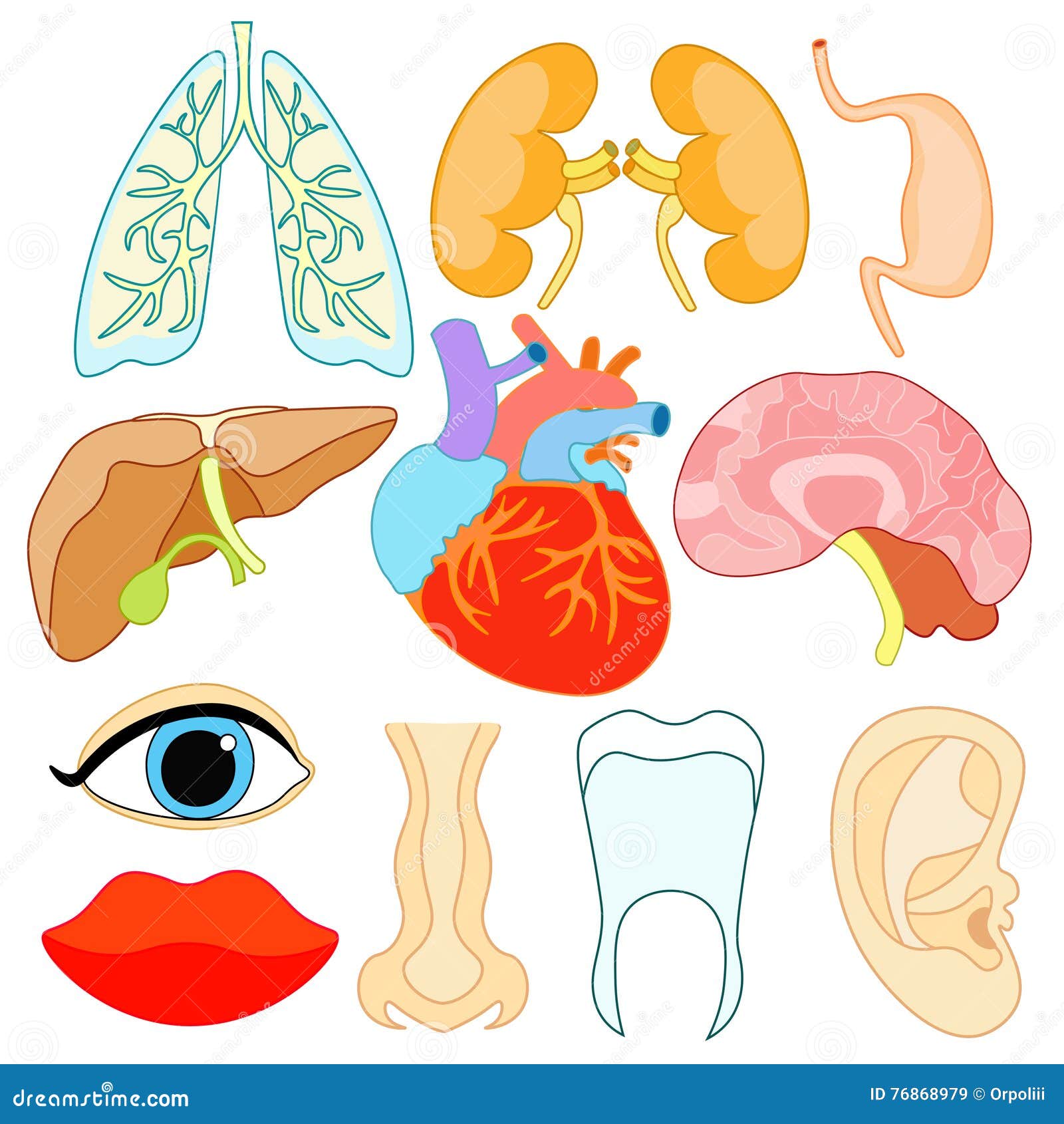 clipart human body organs - photo #27