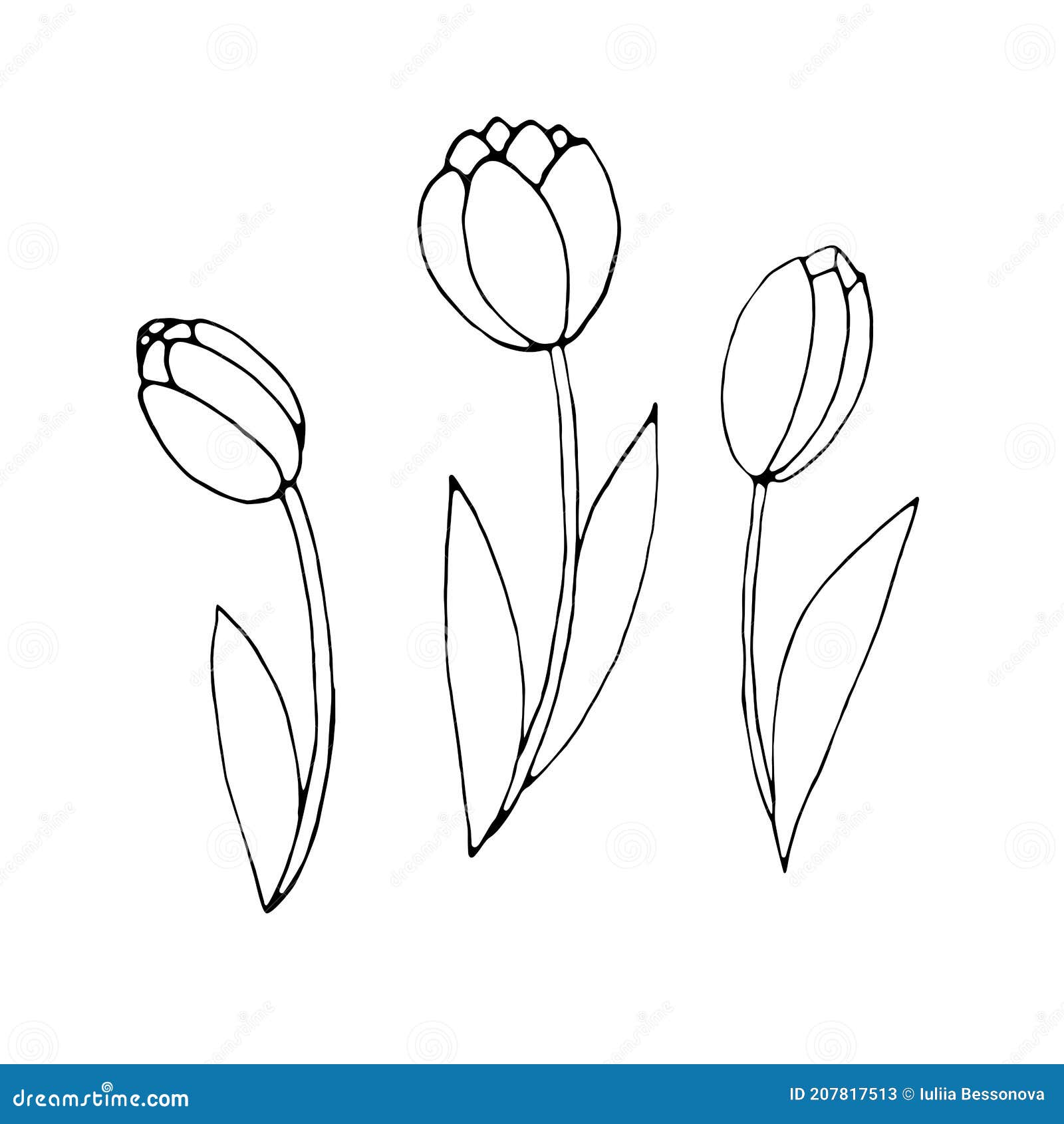 Set of Outline Tulip Flowers Isolated on White Background. Hand Drawn ...