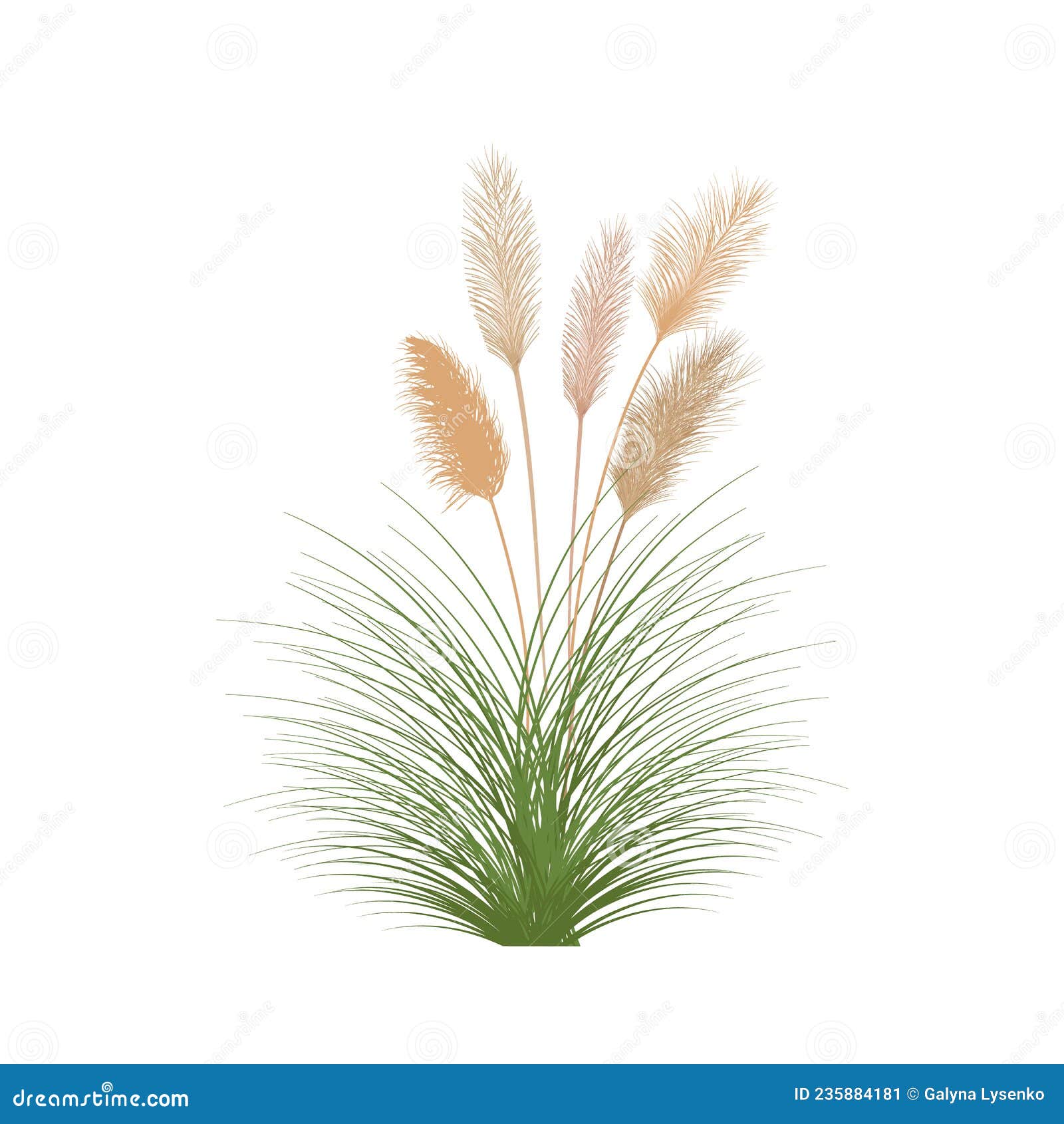 set of pampas grass stems.floral ornament s in boho style.