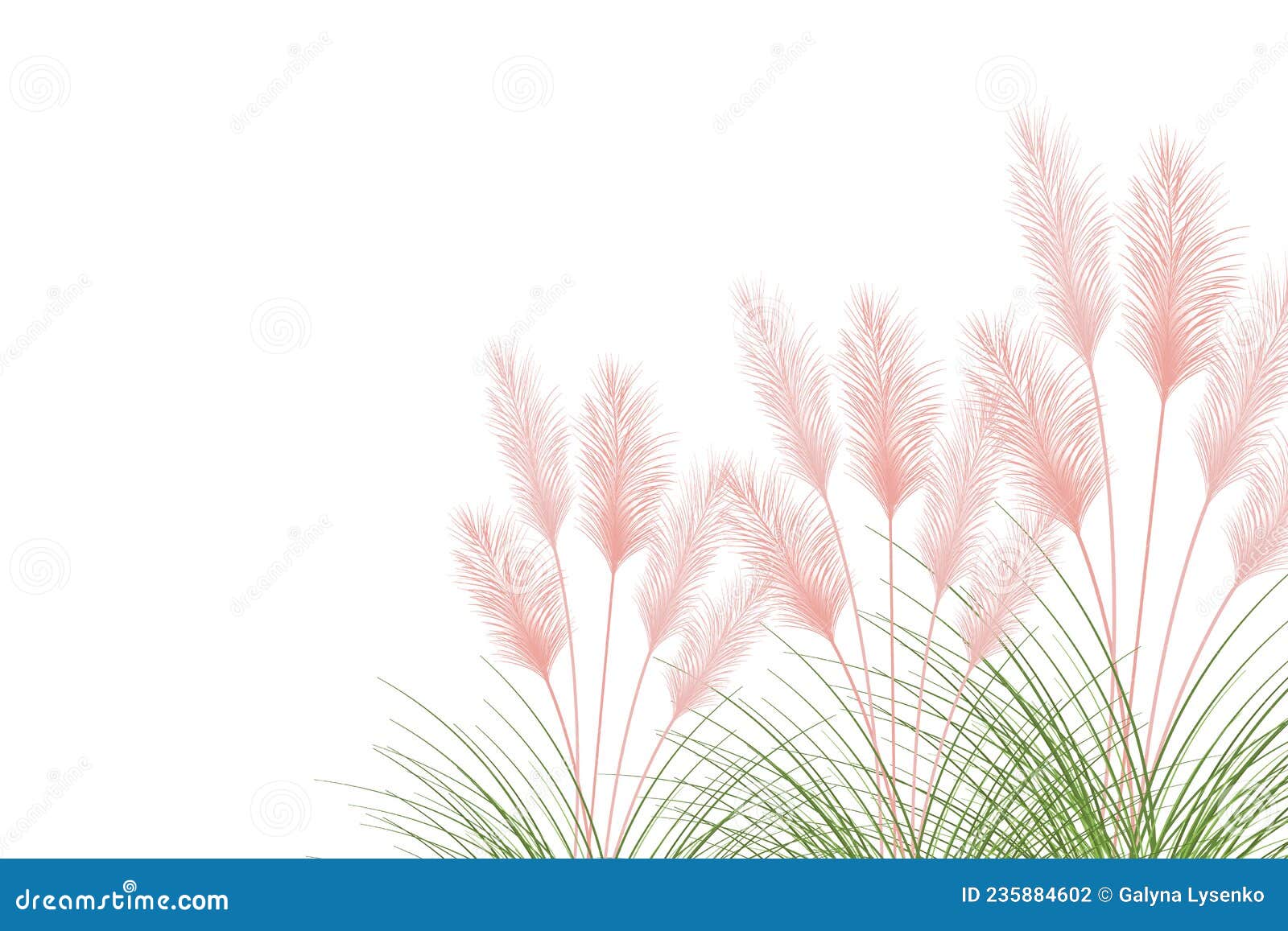 set of pampas grass stems.floral ornament s in boho style.