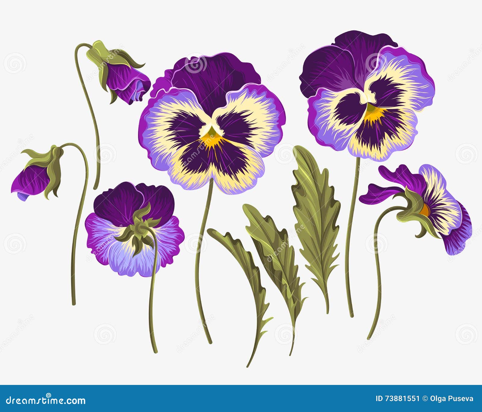 set of pansy flowers