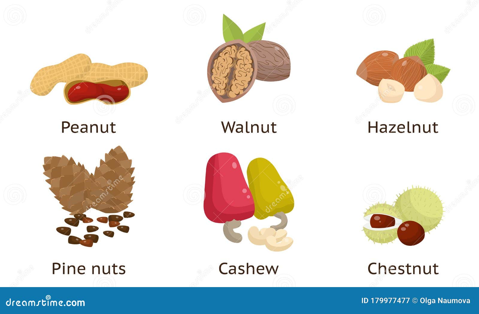 Set of Peanut, Walnut, Hazelnut, Pine Nuts, Cashew, Chestnut. Vector