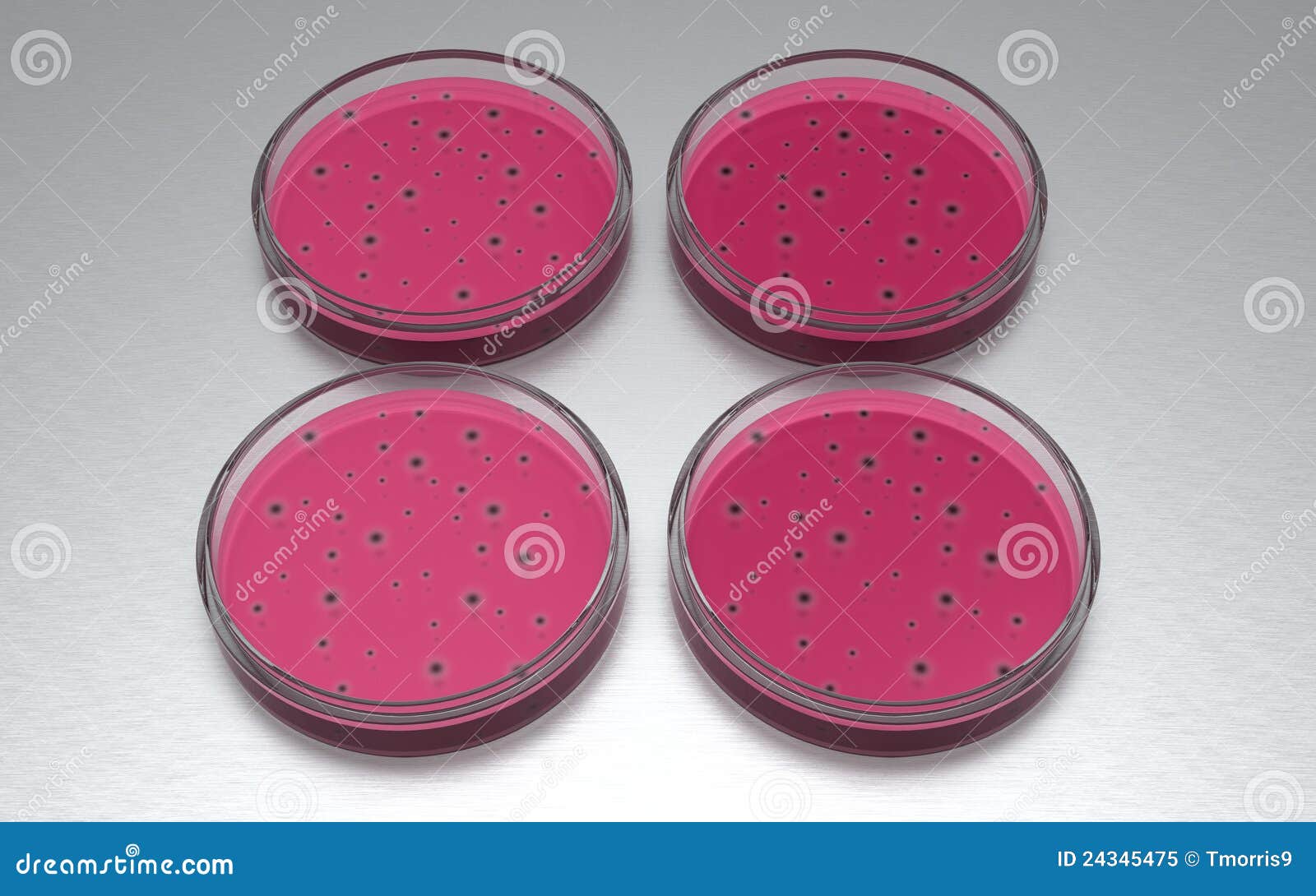 Bacteria Growth Stages. Bacterium Cells In Petri Dishes. Vector