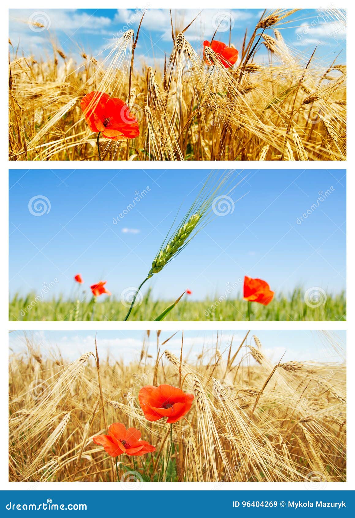 Set of Pictures with Flowers and Crops Stock Image Image of crop