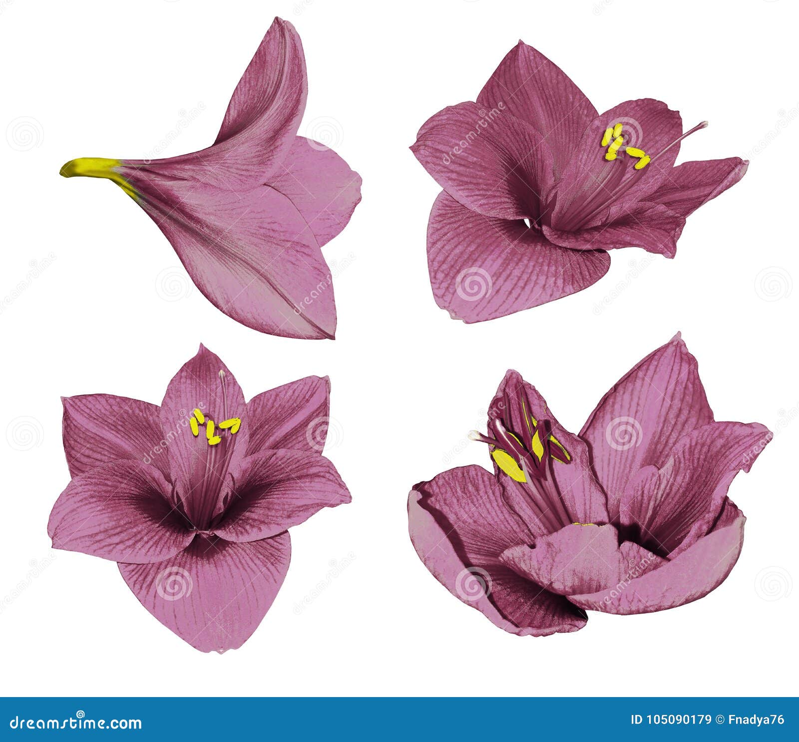 set pink gippeastrum. flowers on a white  background with clipping path. closeup. no shadows. for .