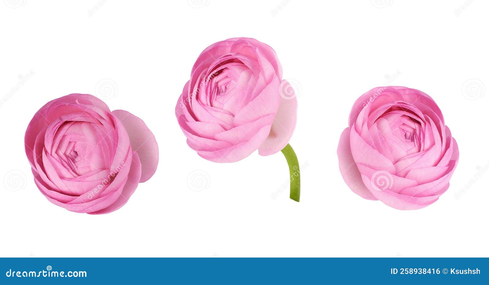 Set of Pink Ranunculus Flower and Bud Isolated Stock Photo Image of