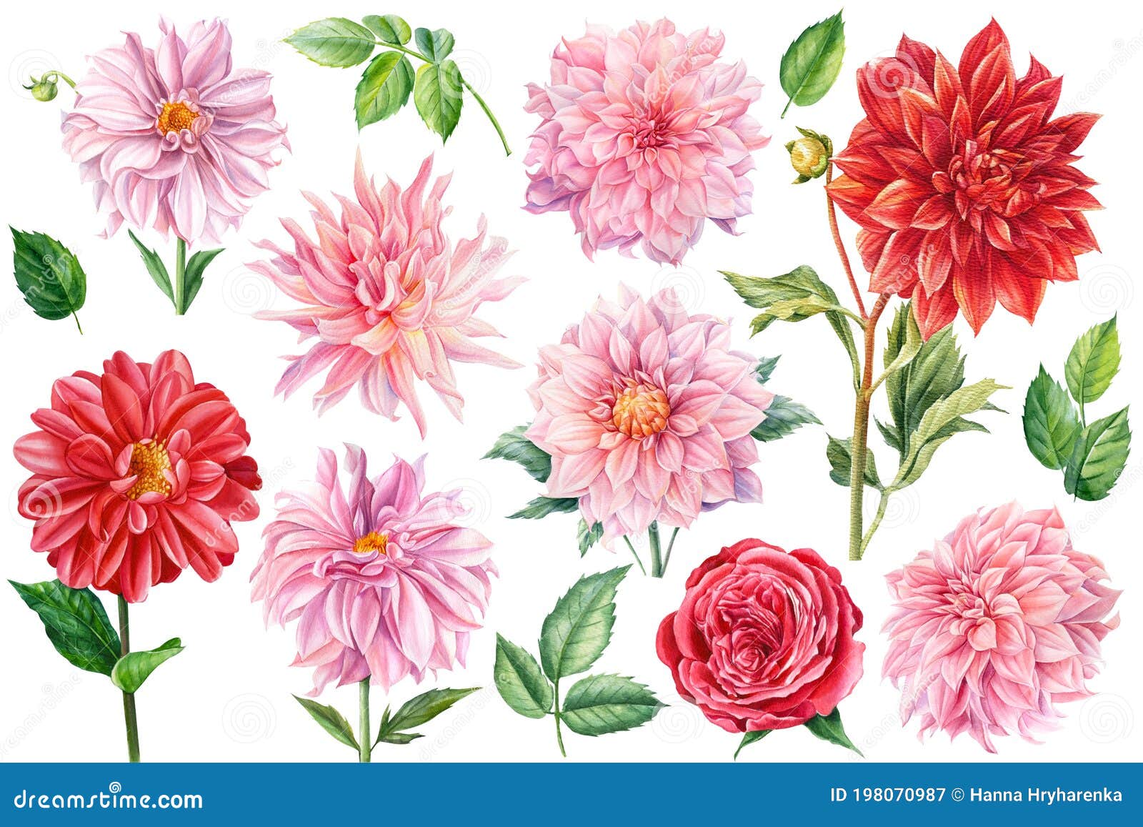 Dahlia Tattoo Vector Images over 260