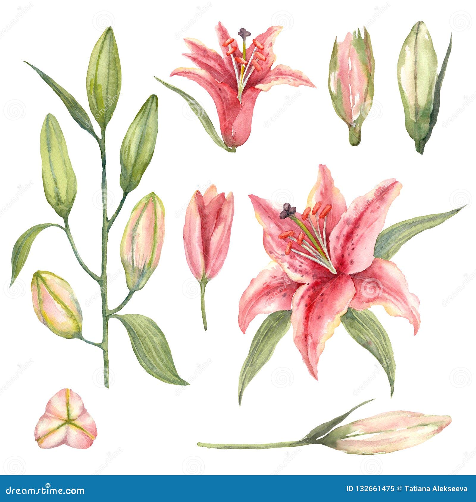 Discover 70+ stargazer lily sketch best - seven.edu.vn