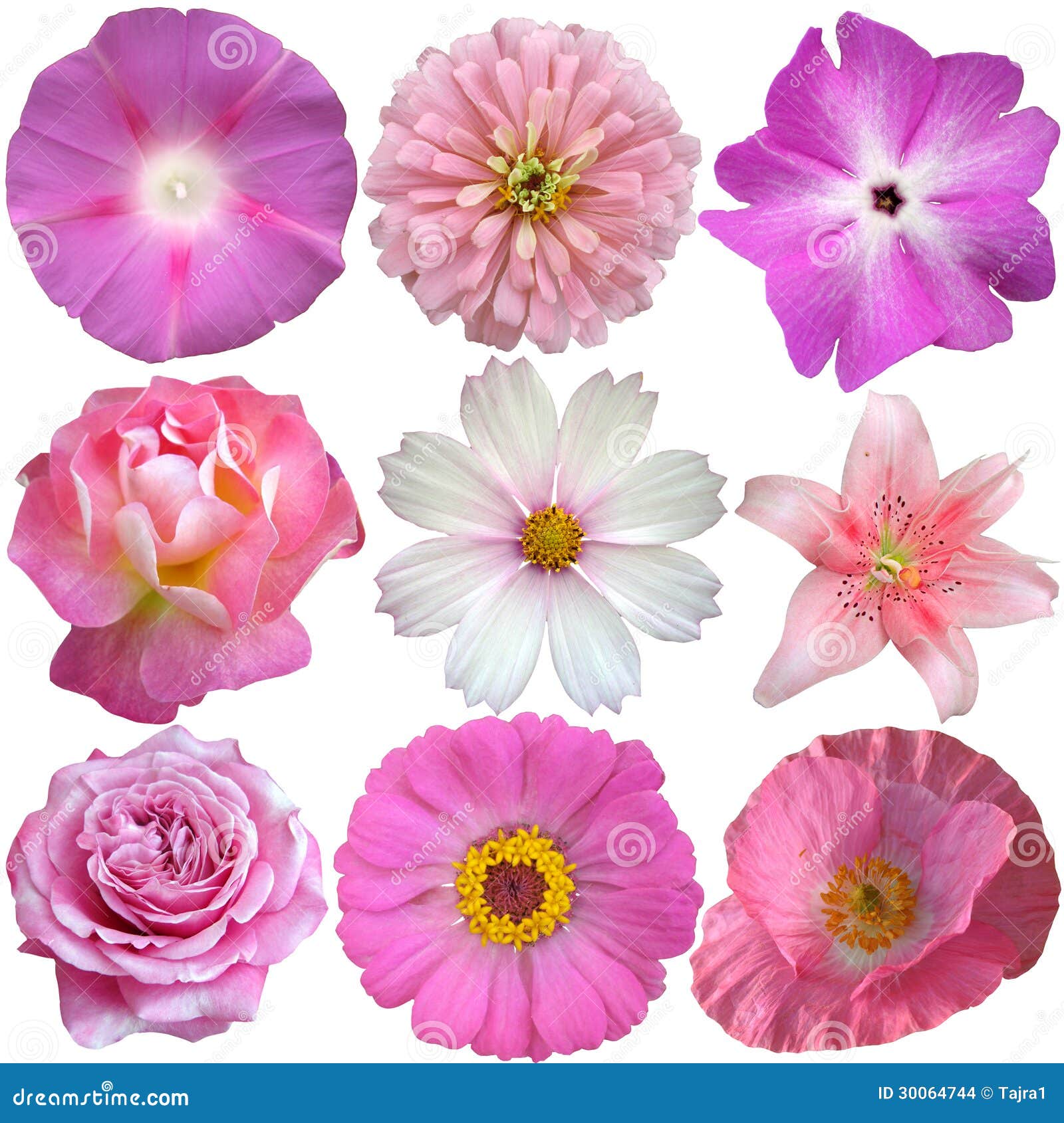 Set of Pink White Flowers stock photo. Image of head - 30064744