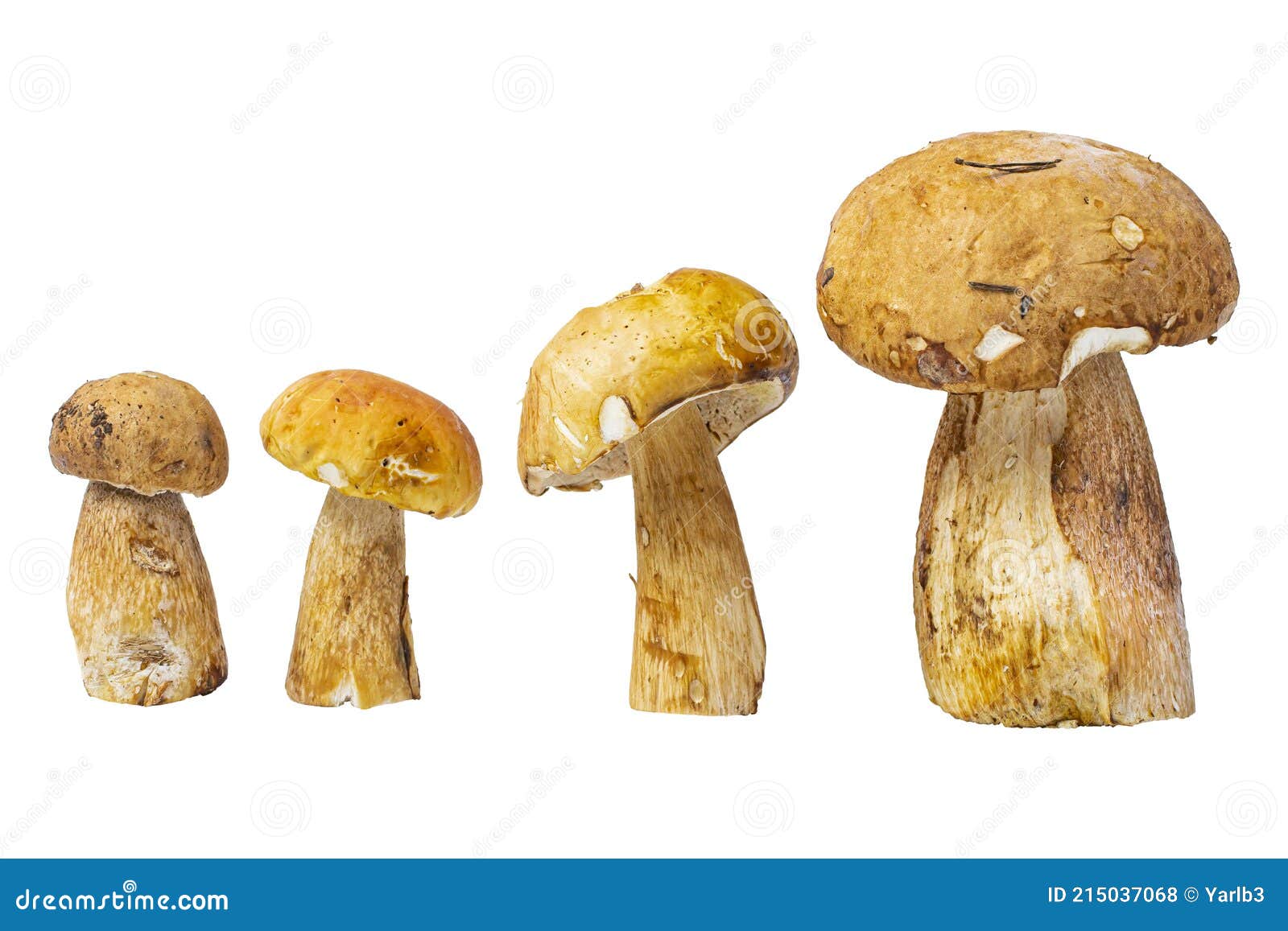 Set of Porcini Mushrooms of Different Sizes on White, Isolate Stock