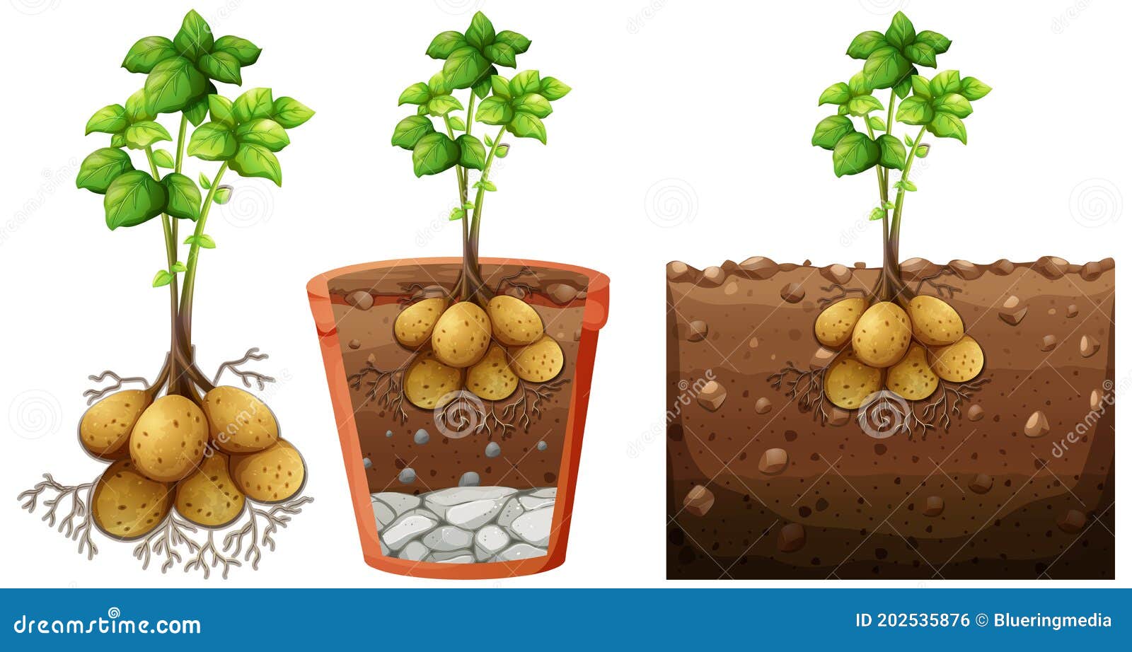 Set of Potato Plant with Roots Isolated on White Background Stock Vector Illustration of