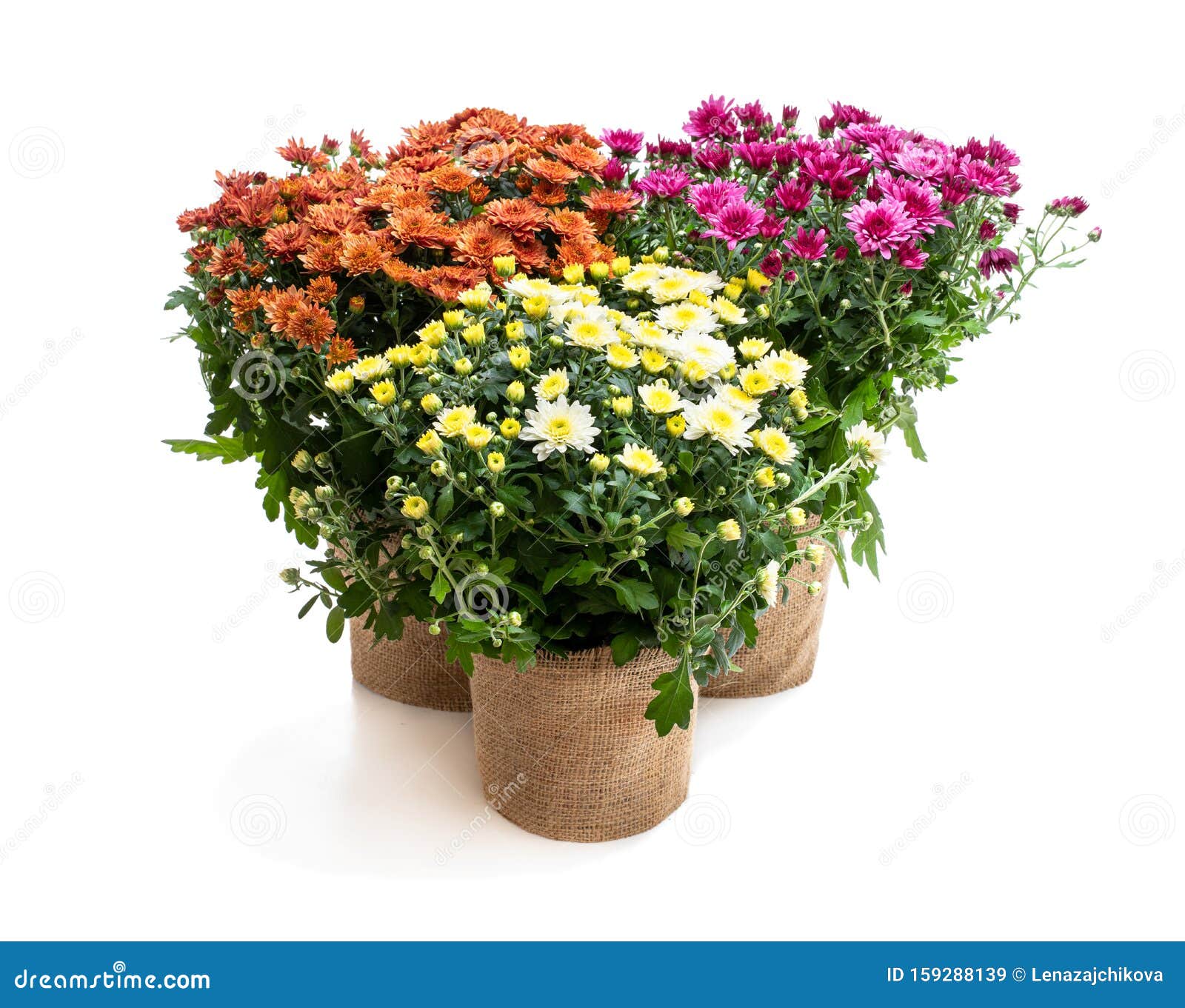 set of potted flowering chrysanthemums  on white