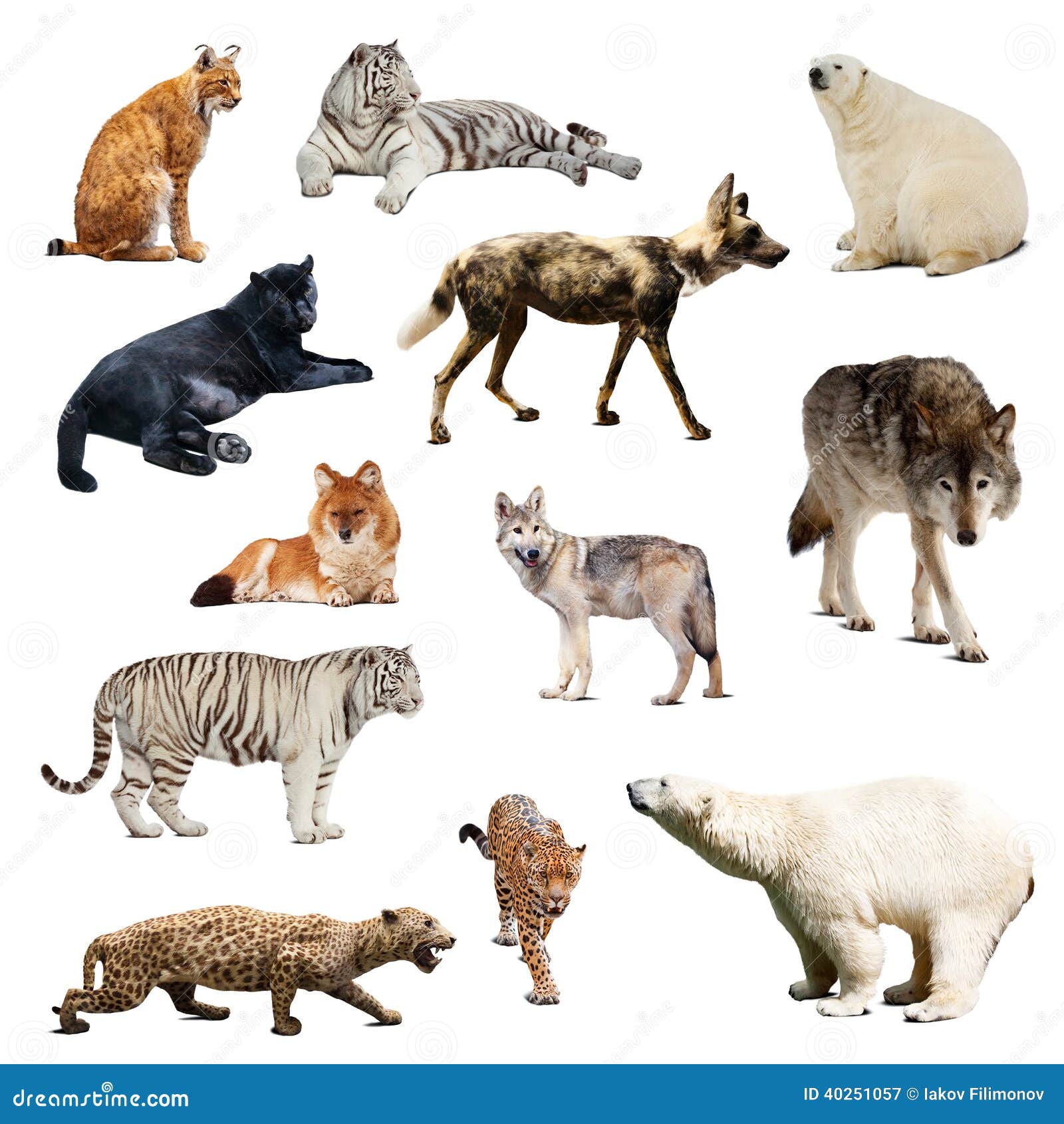 Set Of Predatory Mammals Isolated Over White Stock Photo Image 40251057 set-of-predatory-mammals-isolated-over-white-stock-photo-image-40251057