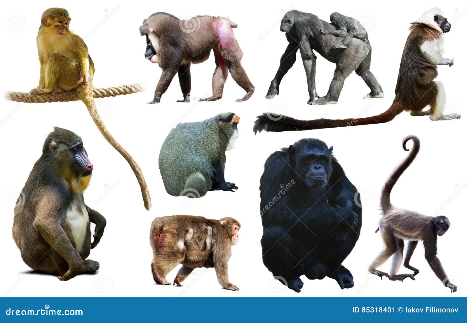 set of primates
