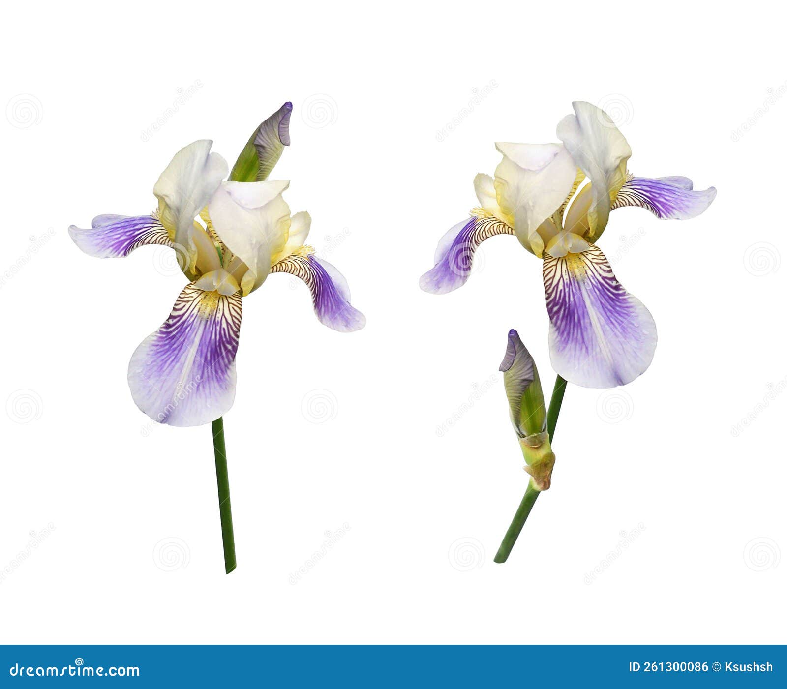 Set of Purple Iris Flowers Isolated Stock Photo Image of bloom